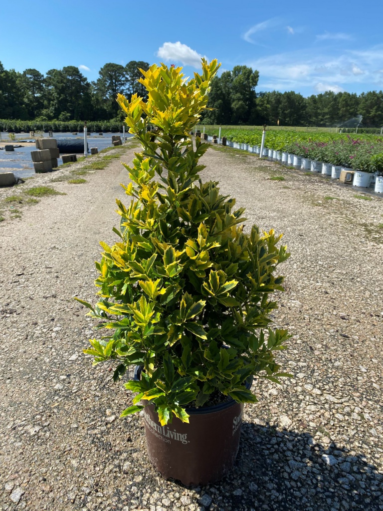Ornamental, Shrub, Tree, Southern Living, Holly