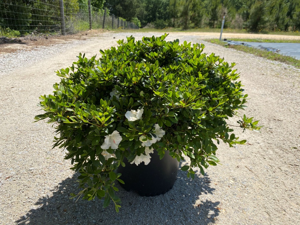Traditional, Ornamental, Shrub, Rhododendron