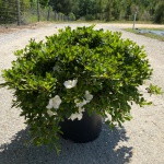 Traditional, Ornamental, Shrub, Rhododendron