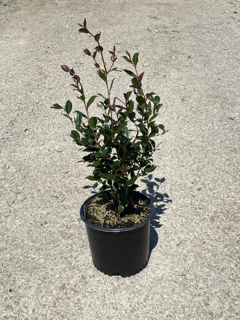 Shrub