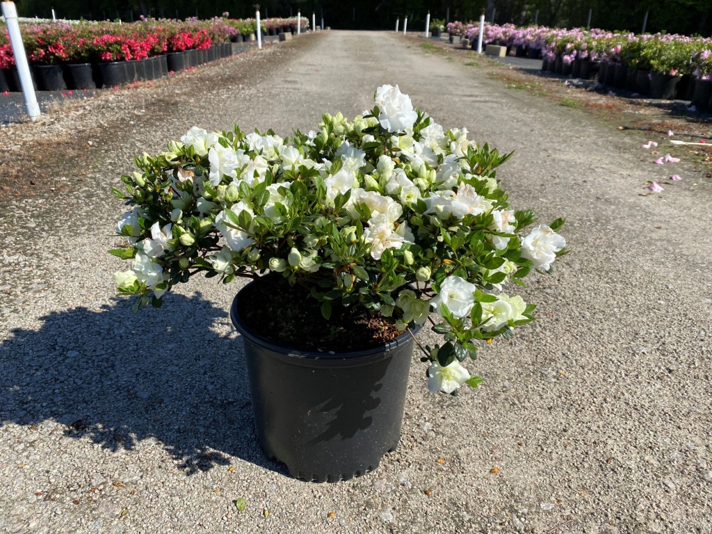 Traditional, Ornamental, Shrub, Rhododendron