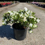 Traditional, Ornamental, Shrub, Rhododendron