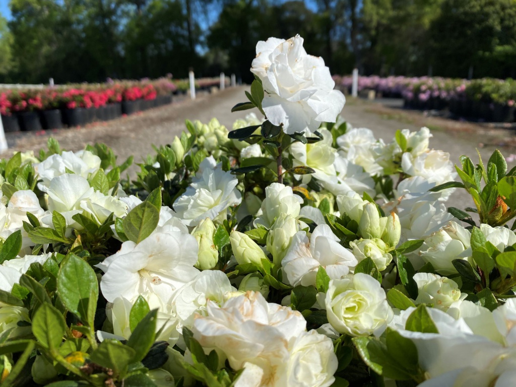 Traditional, Ornamental, Shrub, Rhododendron