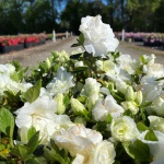 Traditional, Ornamental, Shrub, Rhododendron