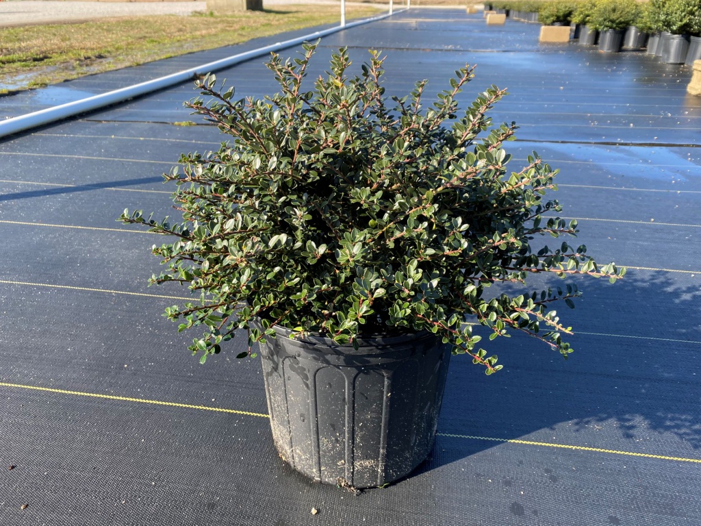 Ornamental, Shrub, crenata, Japanese Holly