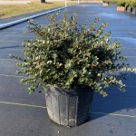 Ornamental, Shrub, crenata, Japanese Holly