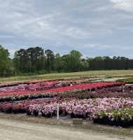 Azalea field