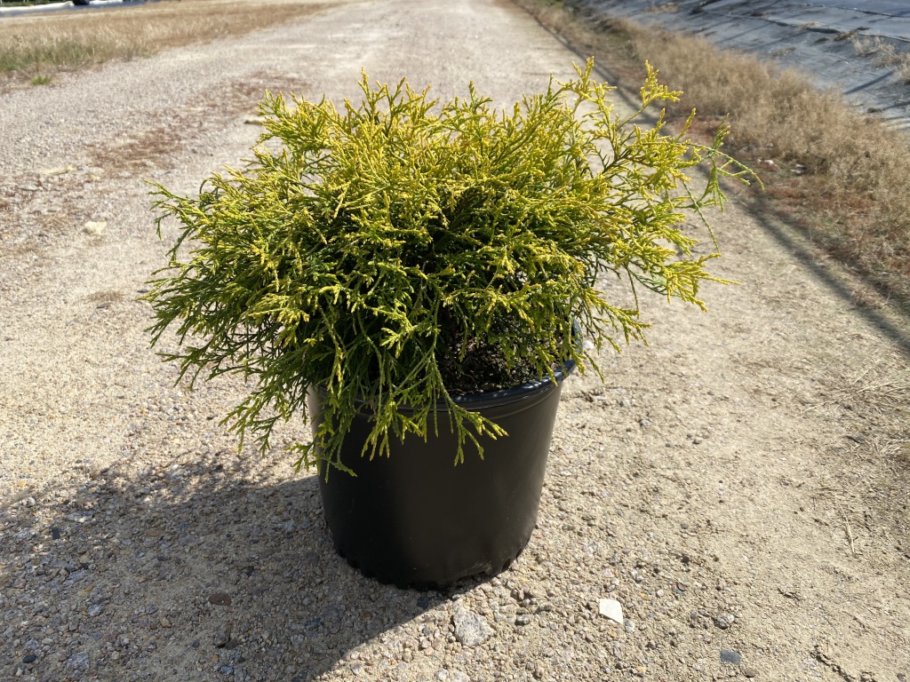 Ornamental, Shrub, False Cypress, Falsecypress