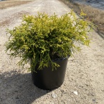 Ornamental, Shrub, False Cypress, Falsecypress
