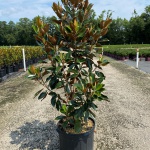 Tree, Southern