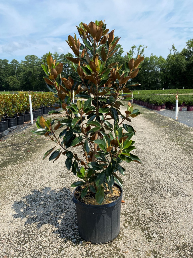 Tree, Southern