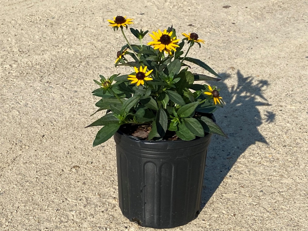 Perennial, Black eyed susan