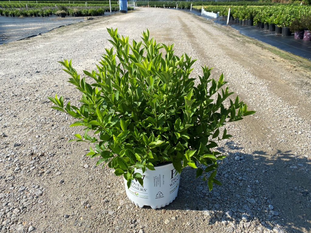 Ornamental, Shrub, Sweetspire, Proven Winners, PW