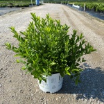 Ornamental, Shrub, Sweetspire, Proven Winners, PW