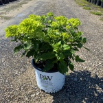 Little Lime™ Hydrangea
