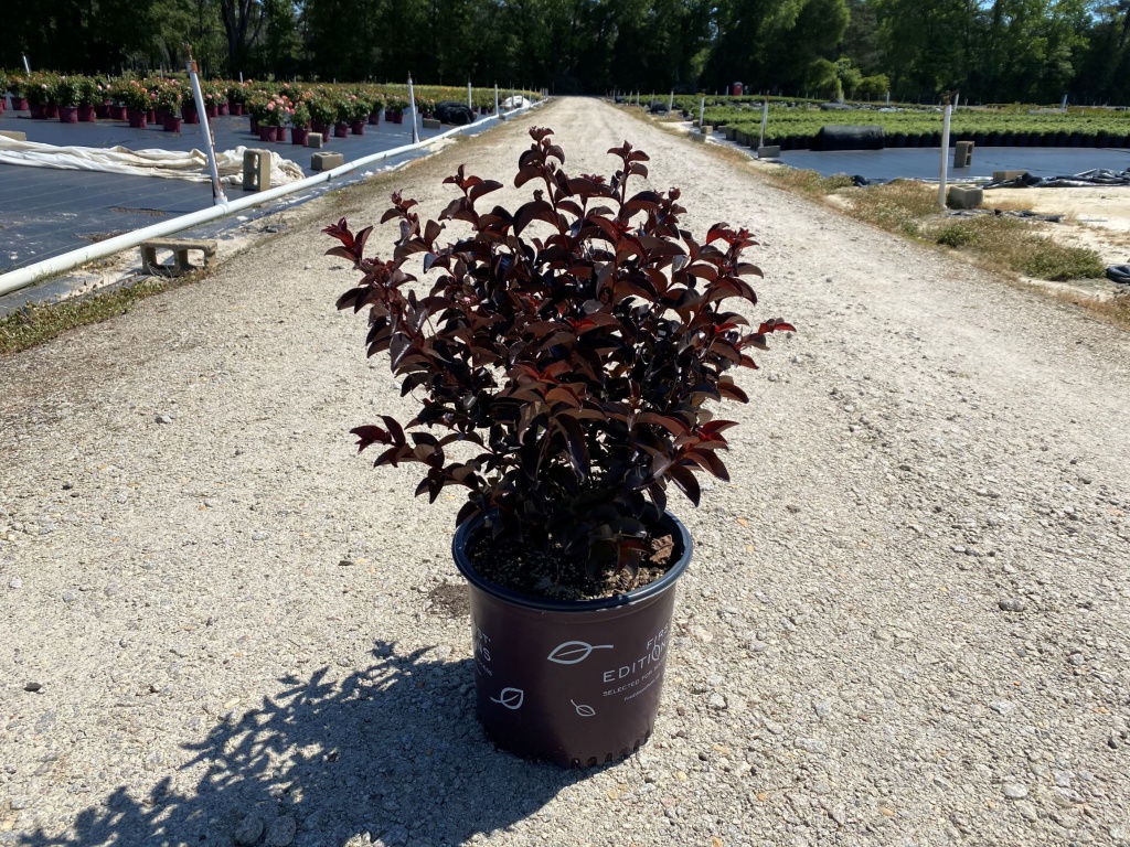 Crapemyrtle, Crape Myrtle, Shrub, Tree, First Editions