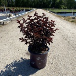 Crapemyrtle, Crape Myrtle, Shrub, Tree, First Editions