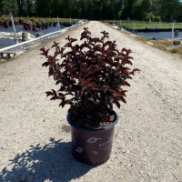 Lunar Magic™ Crape Myrtle