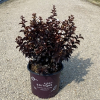 Lunar Magic™ Crape Myrtle