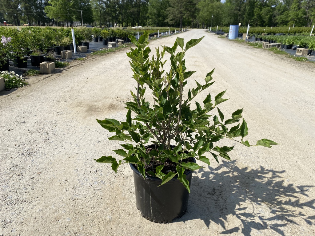 Ornamental, Shrub, Lilac