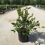 Ornamental, Shrub, Lilac