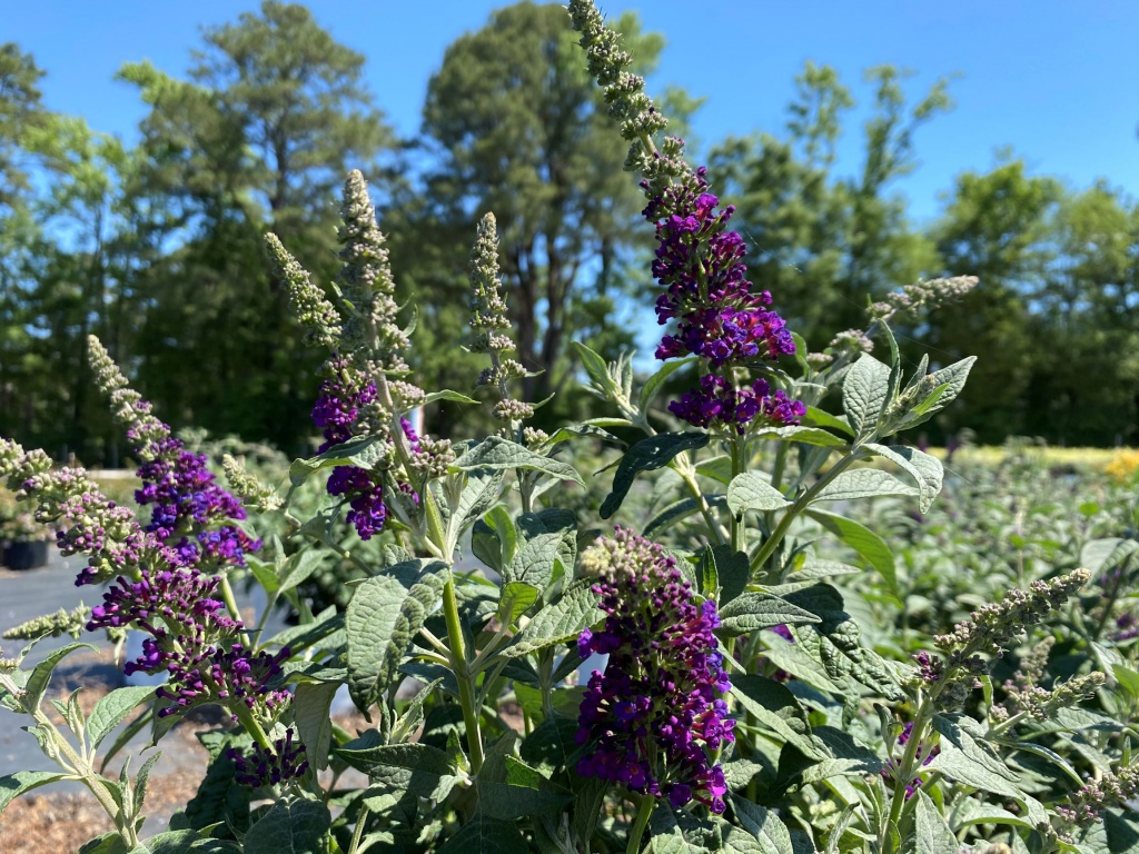 Ornamental, Shrub, Proven Winners, PW, Butterfly Bush