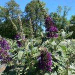 Ornamental, Shrub, Proven Winners, PW, Butterfly Bush