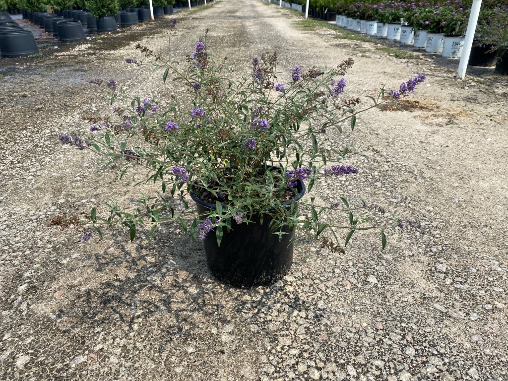 Ornamental, Shrub, Butterfly Bush