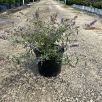 Ornamental, Shrub, Butterfly Bush