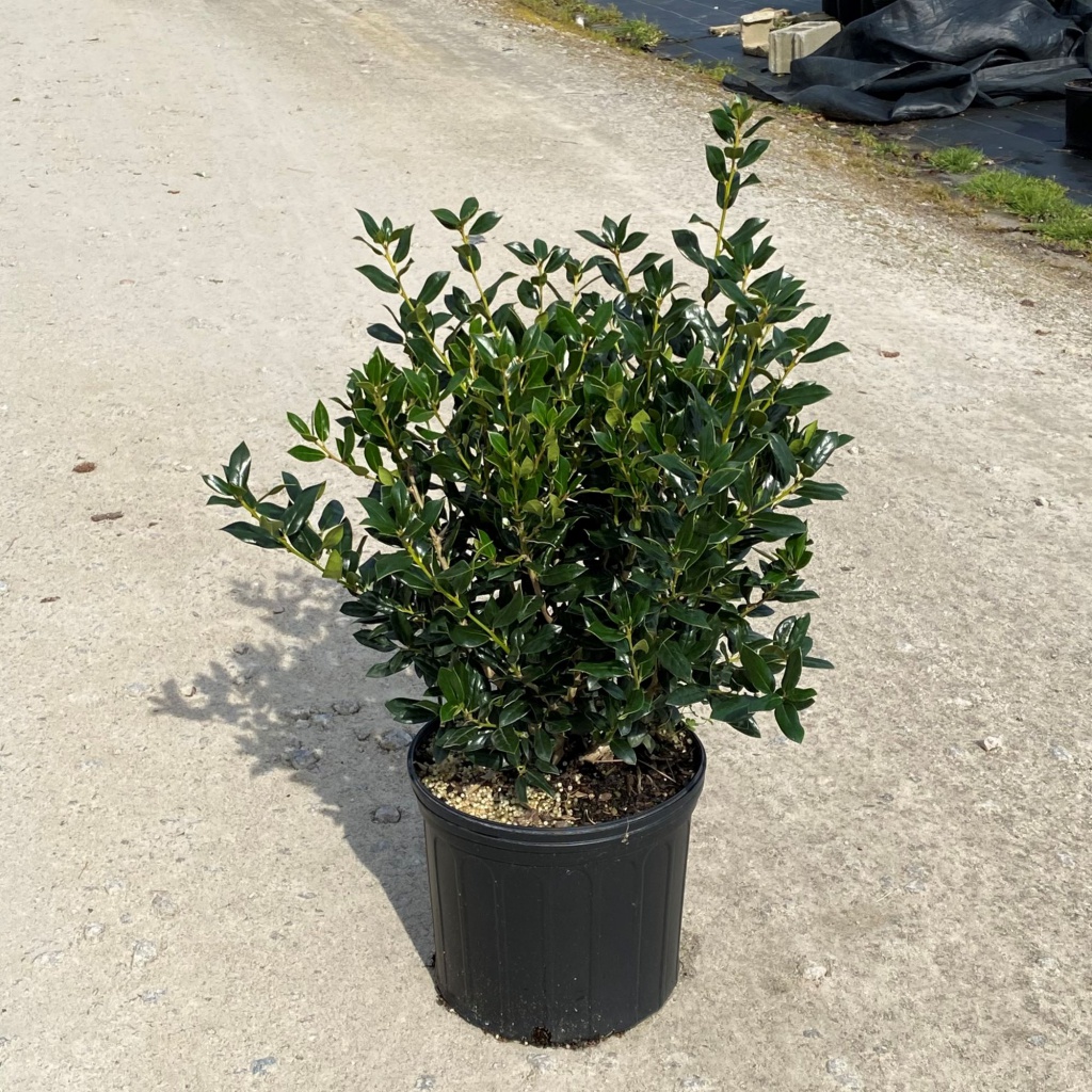 Ornamental, Shrub, cornuta, Chinese Holly