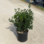 Ornamental, Shrub, cornuta, Chinese Holly