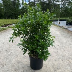 Ornamental, Shrub, cornuta, Chinese Holly