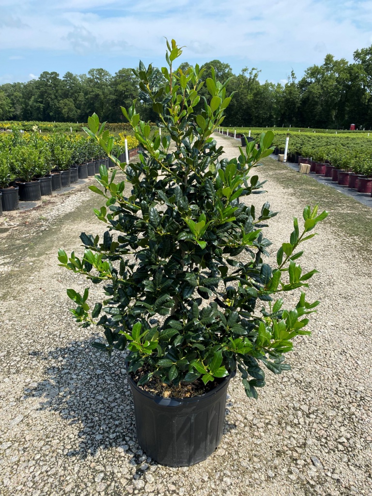 Ornamental, Shrub, Tree, Holly