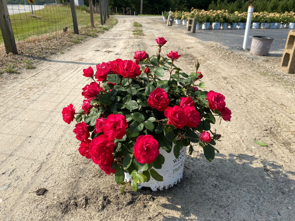 Ornamental, Shrub, Proven Winners, PW, Rose