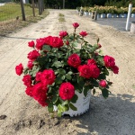 Ornamental, Shrub, Proven Winners, PW, Rose