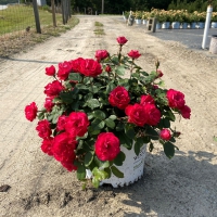 Oso Easy Double Red® Rose