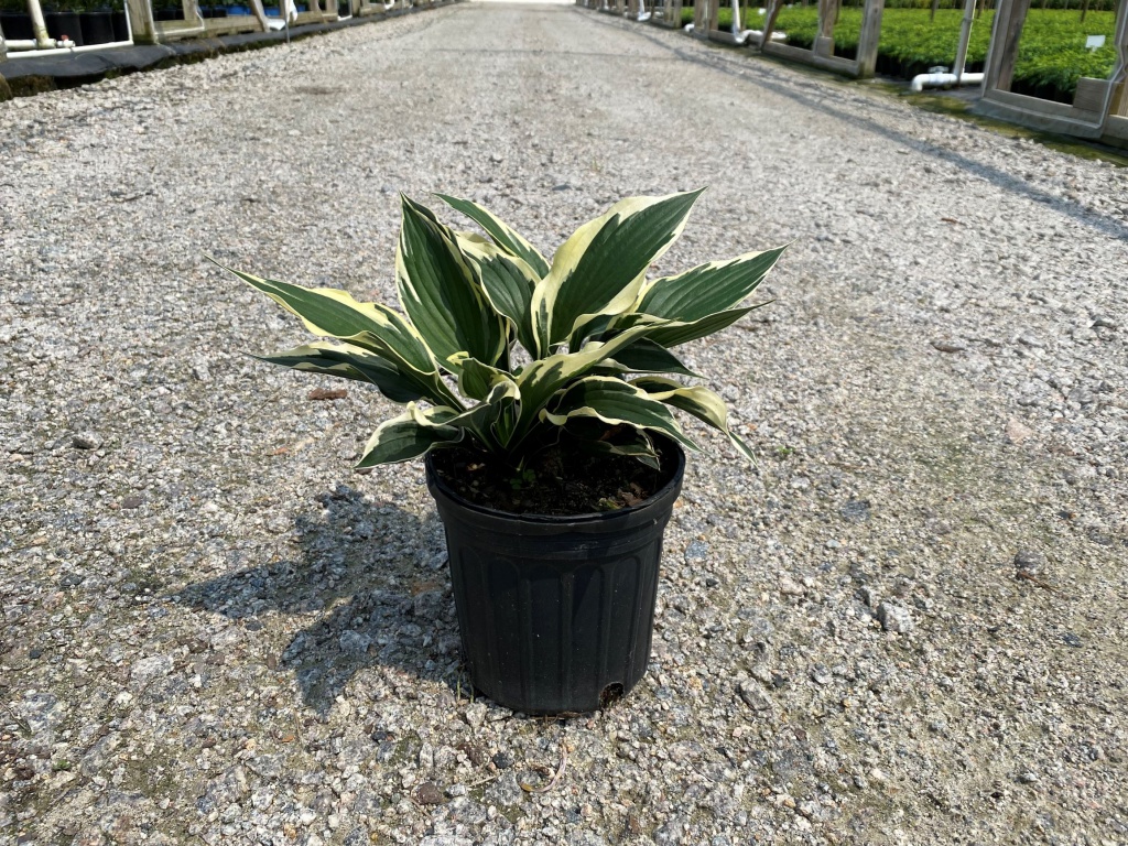 Perennial, Plantain Lily