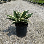 Perennial, Plantain Lily