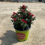 Ornamental, Shrub, Knock Out, KO, Rose