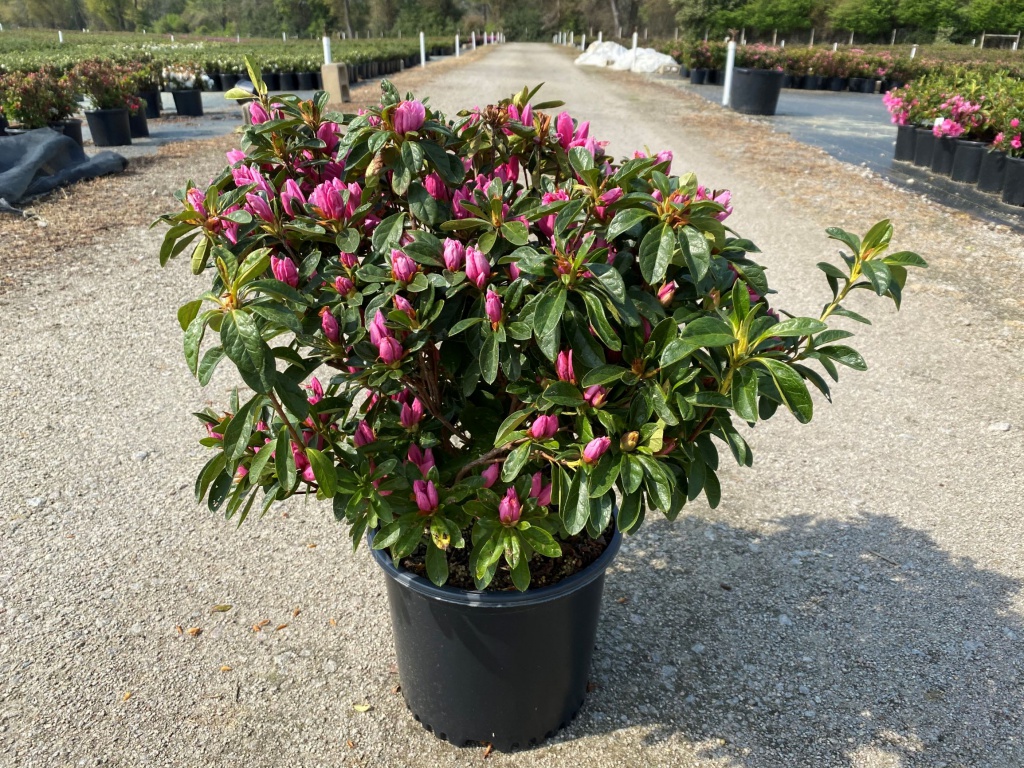 Traditional, Ornamental, Shrub, Rhododendron