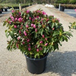 Traditional, Ornamental, Shrub, Rhododendron