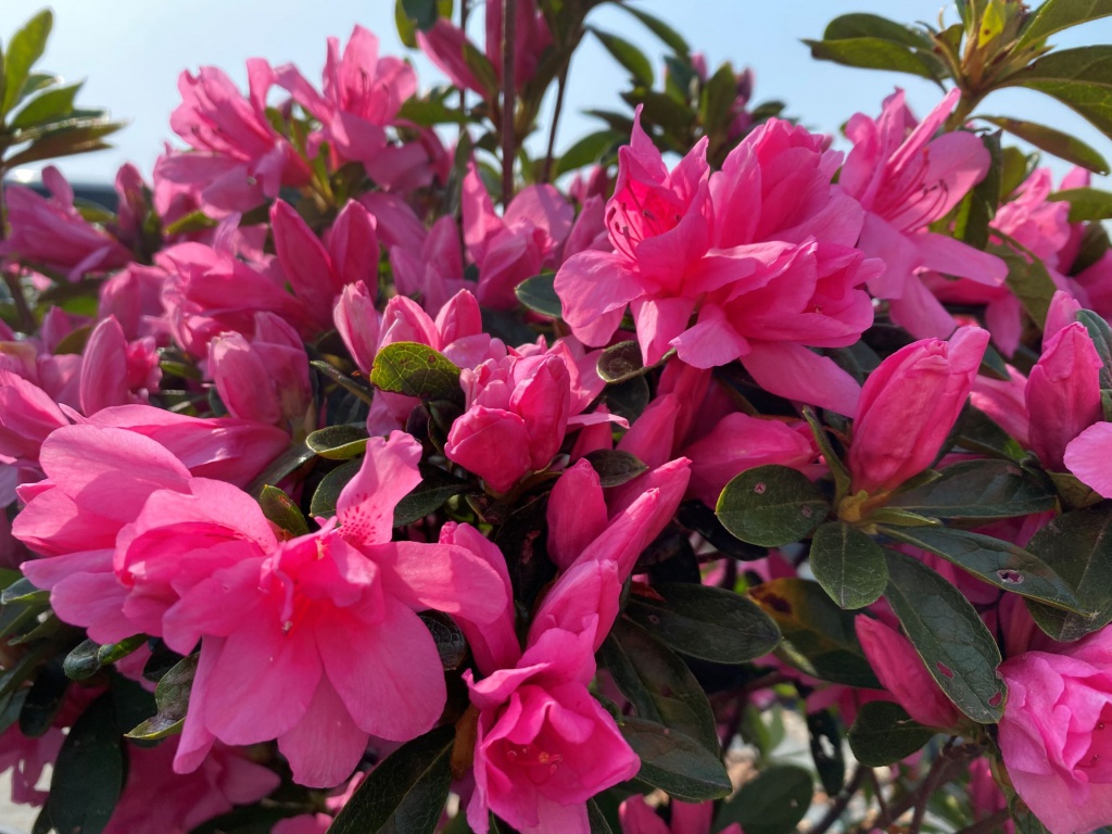 Traditional, Ornamental, Shrub, Rhododendron
