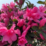 Traditional, Ornamental, Shrub, Rhododendron