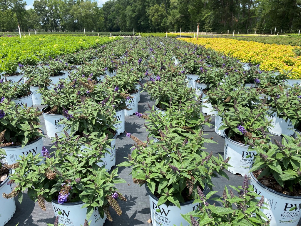 Ornamental, Shrub, Proven Winners, PW, Butterfly Bush