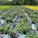 Ornamental, Shrub, Proven Winners, PW, Butterfly Bush