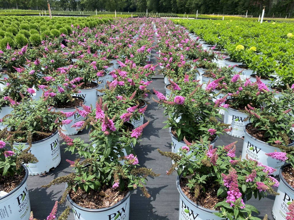 Ornamental, Shrub, Proven Winners, PW, Butterfly Bush