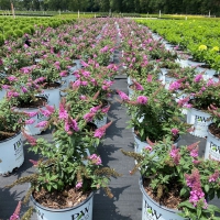 Pugster® Pinker™ Buddleia