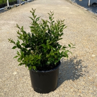 Recurvifolium Ligustrum