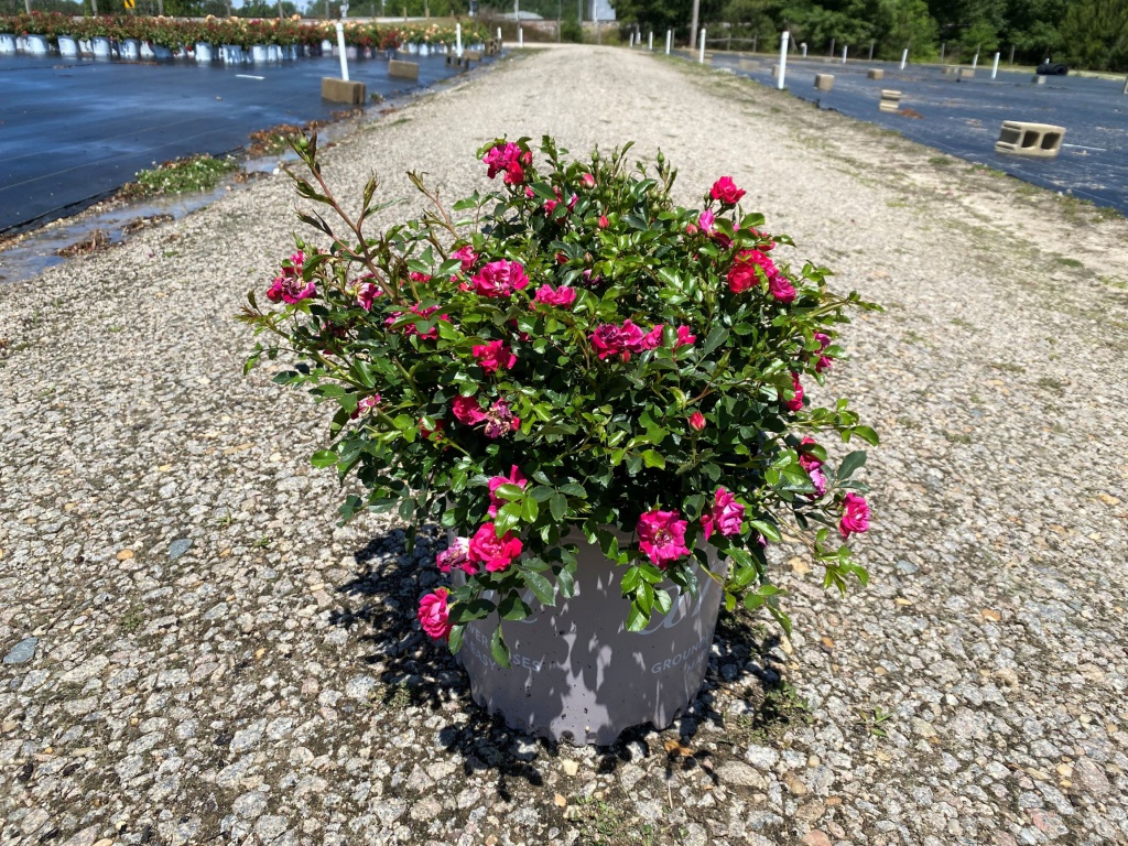 Ornamental, Shrub, Drift, Rose