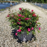 Ornamental, Shrub, Drift, Rose